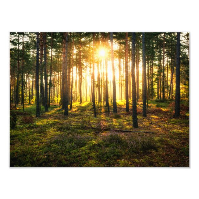 Foto Vigas de sol brillan en el bosque de pinos (Frente)