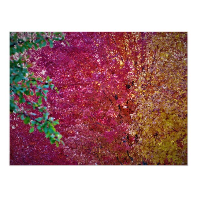 Foto "Vigor natural" (Frente)