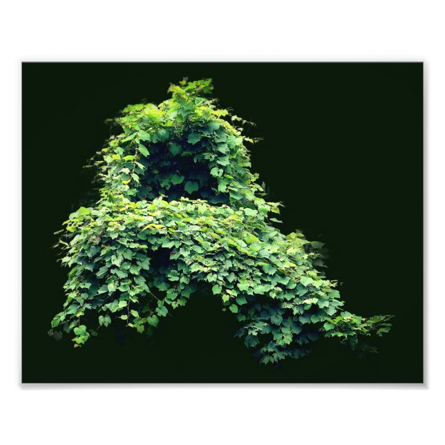 Foto Vinas de leafy silvestres trono de la naturaleza 8 (Frente)