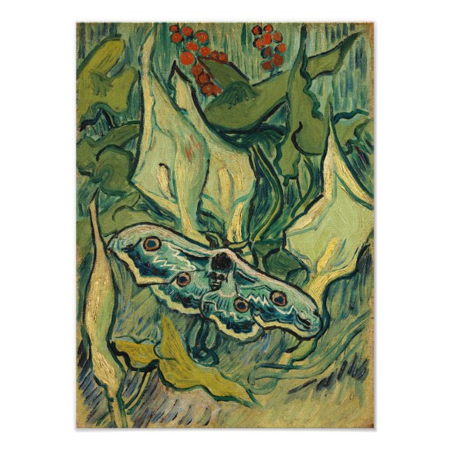 Foto Vincent van Gogh - Giant Peacock Moth (Frente)