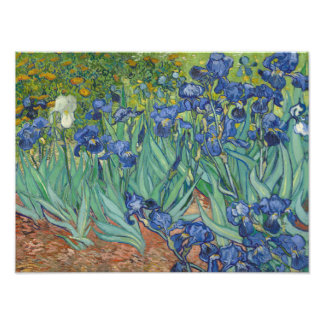 Foto Vincent van Gogh - Irises