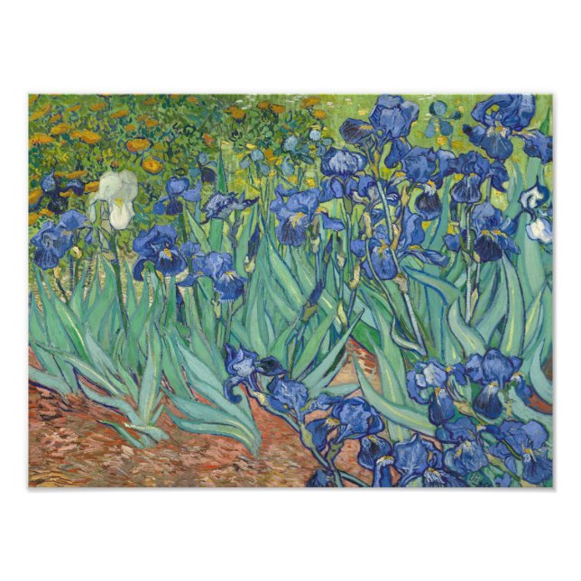 Foto Vincent van Gogh - Irises (Frente)