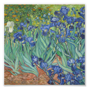 Foto Vincent Van Gogh - Irises