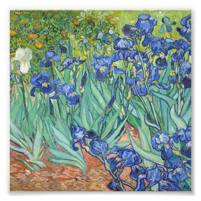 Foto Vincent Van Gogh - Irises 1889 (Frente)