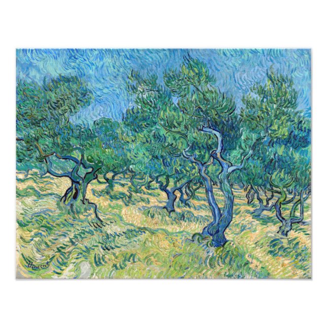 Foto Vincent van Gogh - Olive Grove (Frente)