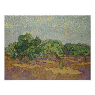 Foto Vincent van Gogh - Olivos