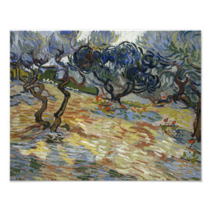 Foto Vincent van Gogh - Olivos