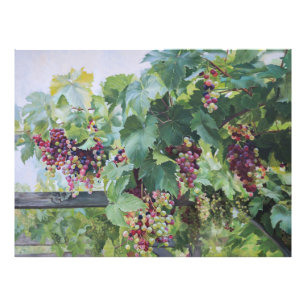 Foto Viñedo del Valle del Loira – Pintura de Uvas Franc