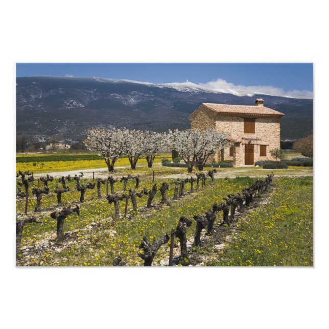 Foto Viñedo inactivo, flores de frutas, casa de piedra, (Frente)