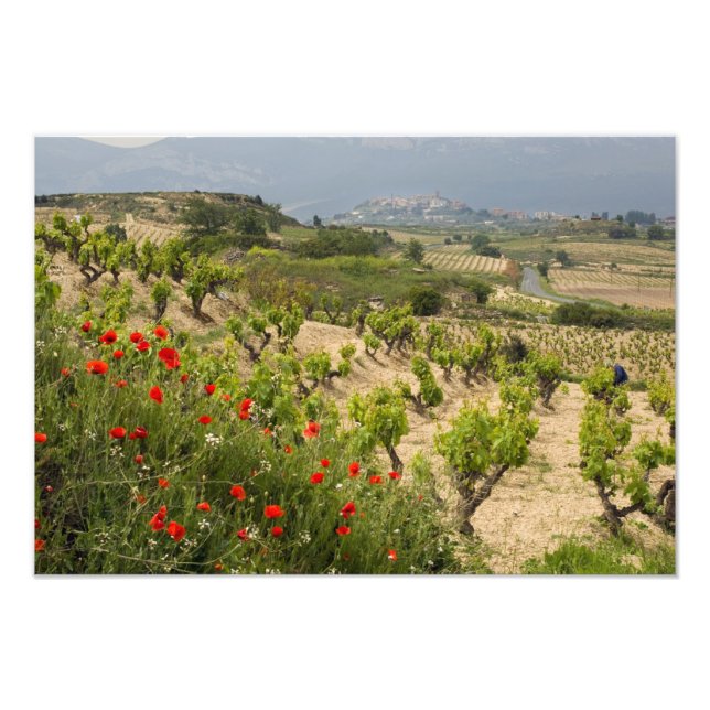 Foto Viñedos cerca de Laguardia, capital de La Rioja (Frente)