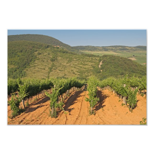 Foto Viñedos Tokaj, Hungría (Frente)