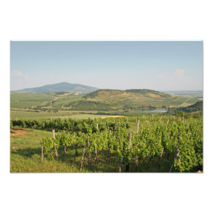 Foto Viñedos Tokaj, Hungría
