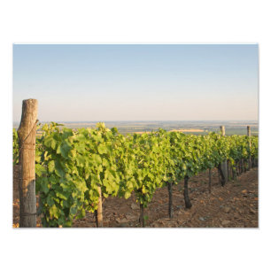 Foto Viñedos Tokaj, Hungría