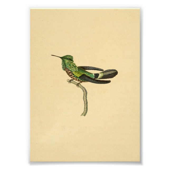 Foto Viñeta 1830 Colibrí Imprimir verde negro (Frente)