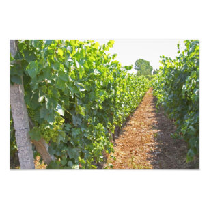 Foto Viñetas entrenadas en alambres soportados por