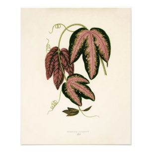 Foto Vino de pasión de tres colores (Passiflora Trifasc