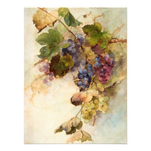 Foto Vino de uvas de Franz Bischoff