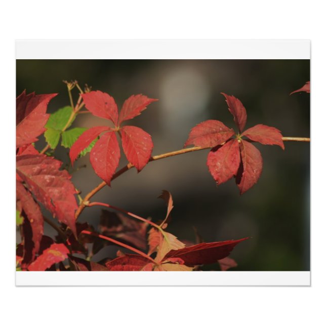 Foto Vino rojo del país de Kansas (Frente)