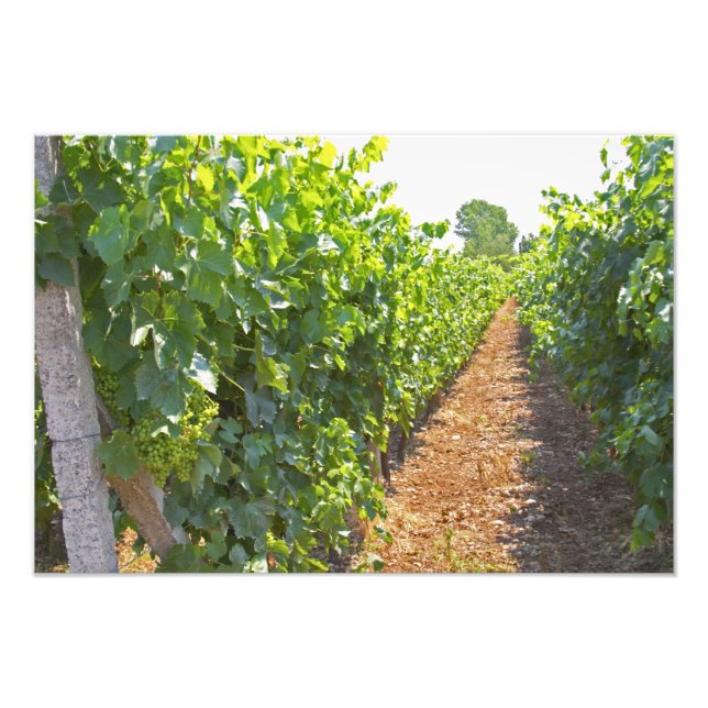 Foto Vinos entrenados en alambres soportados por (Frente)