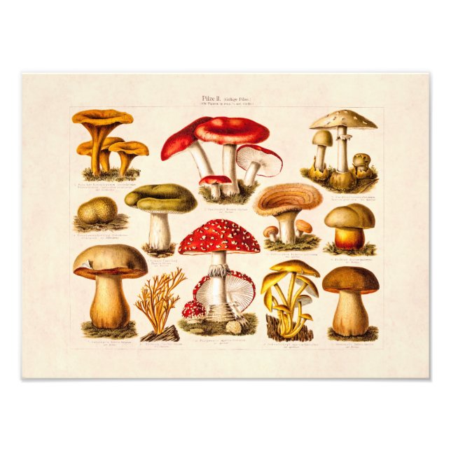 Foto Vintage 1800 Mushroom Variety Red Mushrooms (Frente)