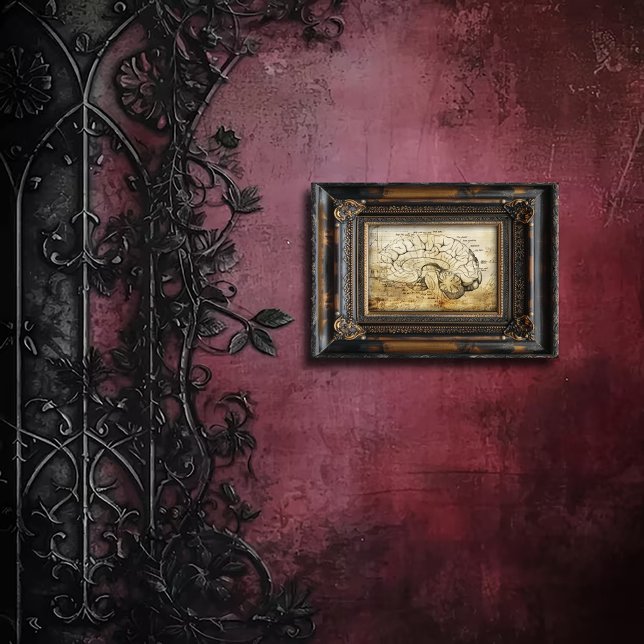 Foto Vintage Anatomy Brain Diagram (Subido por el creador)