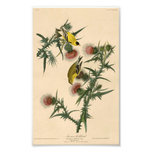 Foto Vintage Audubon American Goldfinch