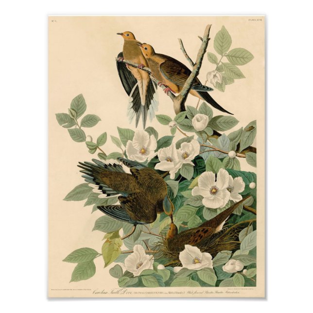 Foto Vintage Audubon Ilustracion Carolina Turtle Dove (Frente)