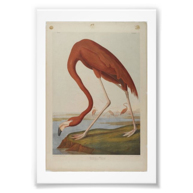 Foto Vintage Audubon Ilustracion Flamingo (Frente)