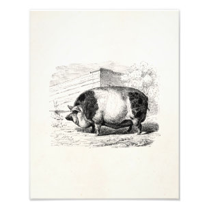 Foto Vintage blanco lechón cerdos de cerdo antiguo