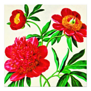 Foto Vintage Bloom Peonies Floral Watercolor