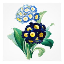 Vintage Cowslim Primrose botanical