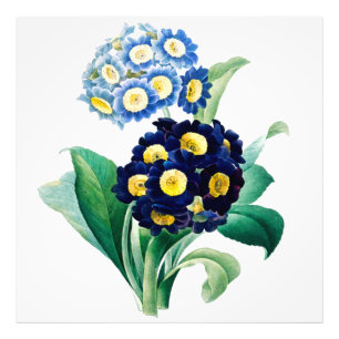 Foto Vintage Cowslim Primrose botanical