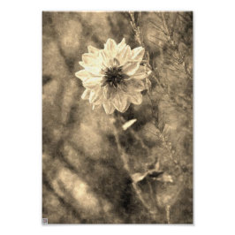 Foto Vintage Dahlia