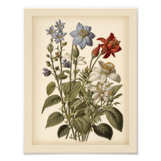 Foto Vintage illustration of wildflowers