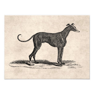 Foto Vintage Ilustracion de perros de Greyhound del sig
