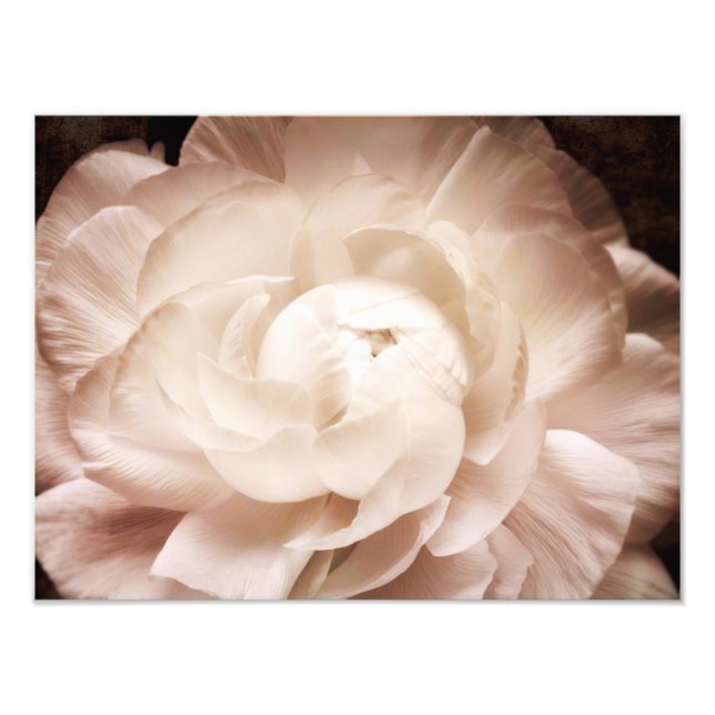 Foto Vintage Sepia Blanco & Cream Ranunculum Fondo (Frente)