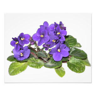 Foto Violeta africana