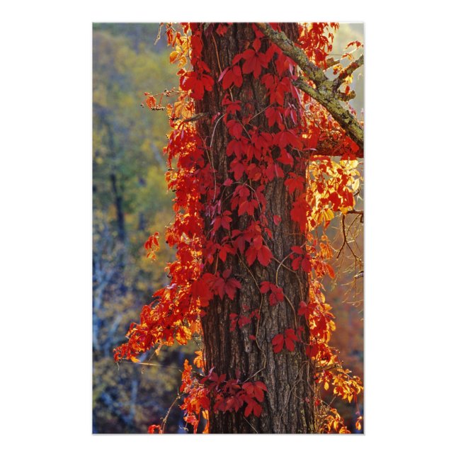 Foto Virginia Creeper rojo brillante en otoño en (Frente)