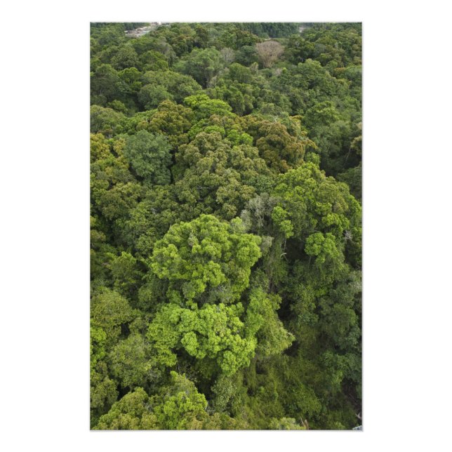 Foto Vista aérea de la selva tropical. Reserva de Iwokr (Frente)