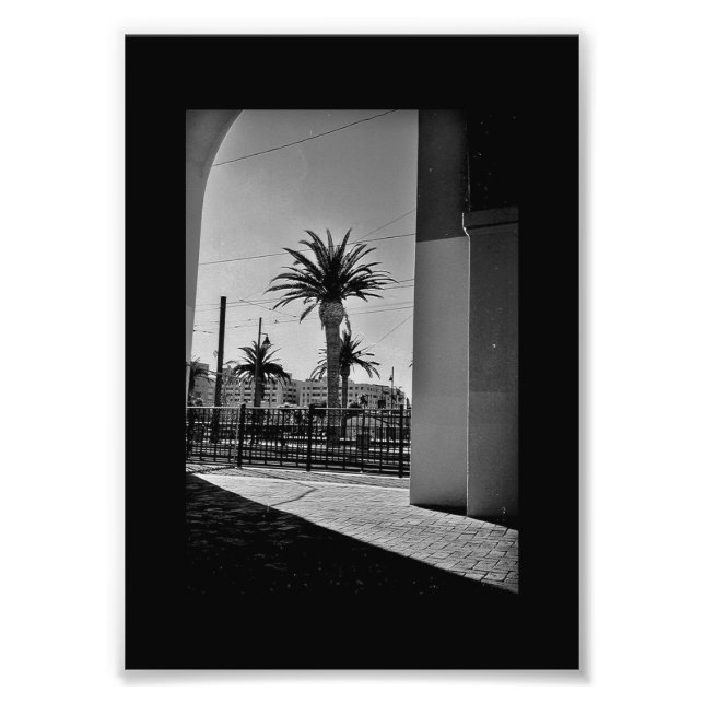 Foto Vista de árbol de palma (Frente)
