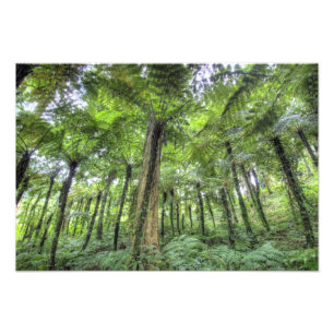 Foto Vista de la vegetación en el Jardín Botánico de