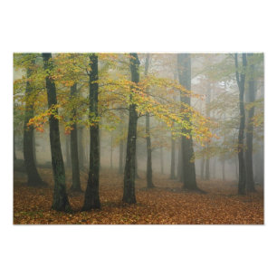 Foto Vista de otoño de bosque brumoso, Abuelo 3