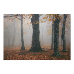 Foto Vista de otoño de un bosque brumoso, Grandfather 2