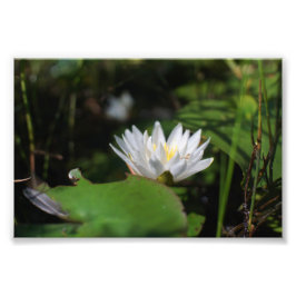 Foto Vista de Rana de Lily