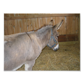 Foto Vista lateral de un burro en una feria del condado