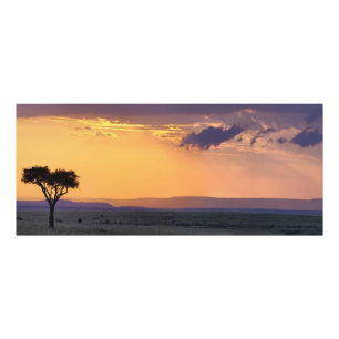 Foto Vista panorámica de un solo árbol de acacia en
