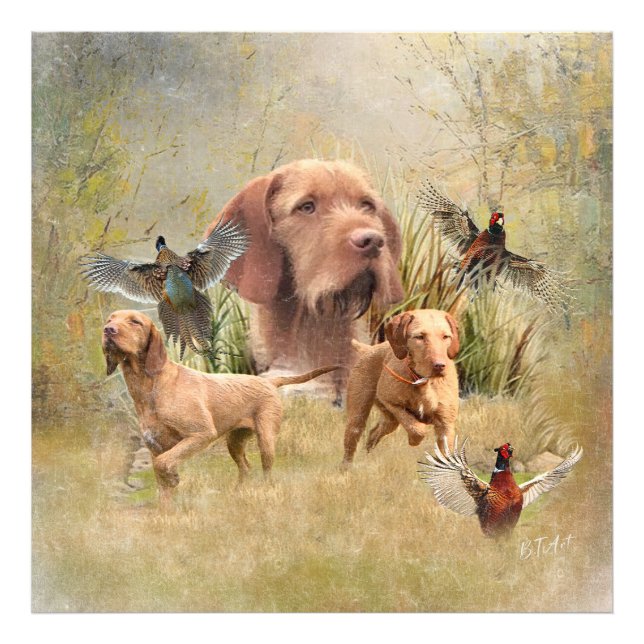 Foto Vizsla de cabello alámbrico húngaro (Frente)