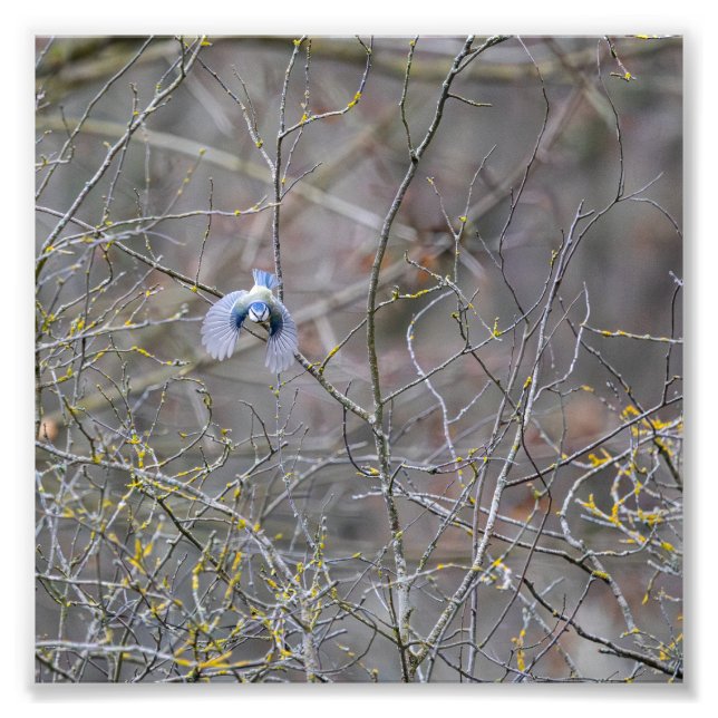 Foto Vol de la mésange bleue (Frente)