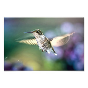Foto Volando colibrí