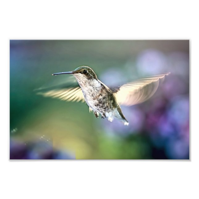 Foto Volando colibrí (Frente)